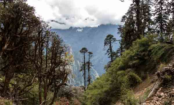 Jigme Singye National Park